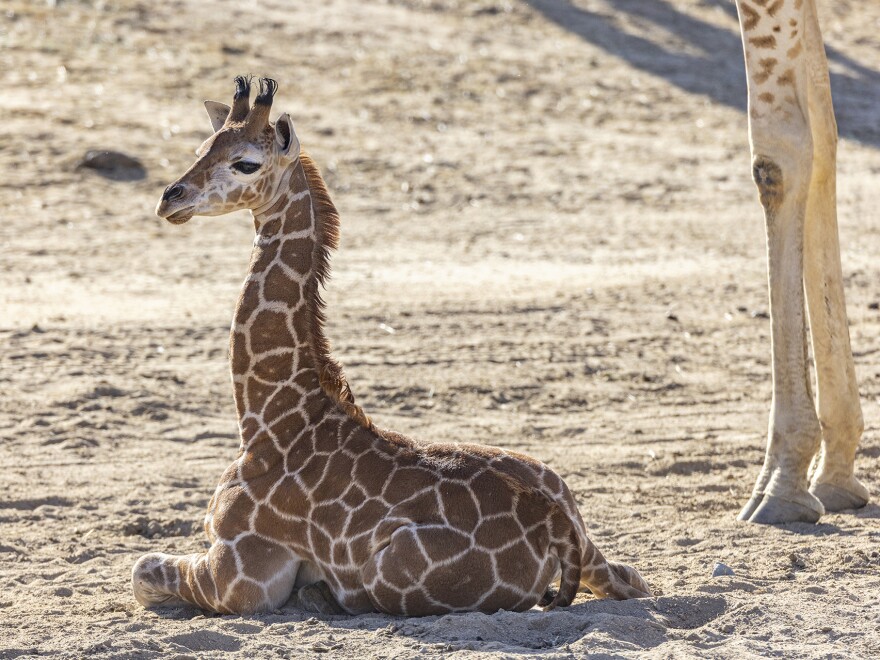 Zoo staff feared Msituni could die if they didn't immediately correct the condition, which could prevent her from nursing and walking around the habitat.