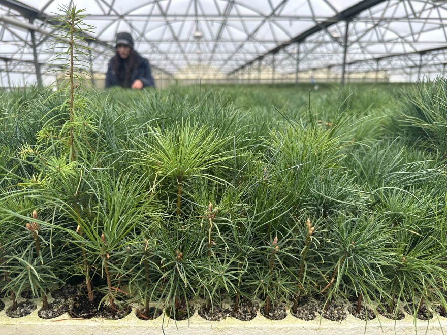 Seedlings growing in a greenhouse as a person stands in the background.