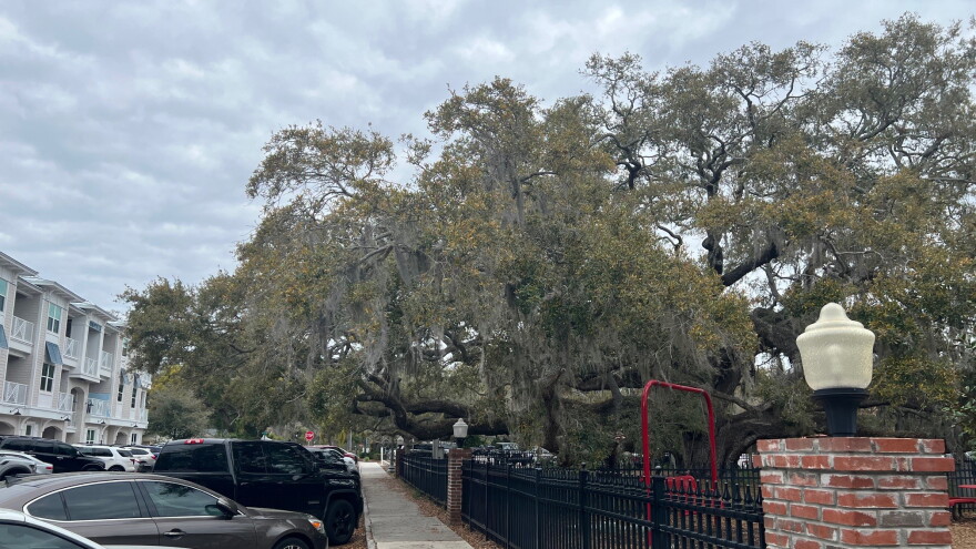  Amid growth in Safety Harbor, voters will decide whether to preserve the Baranoff Oak in perpetuity.