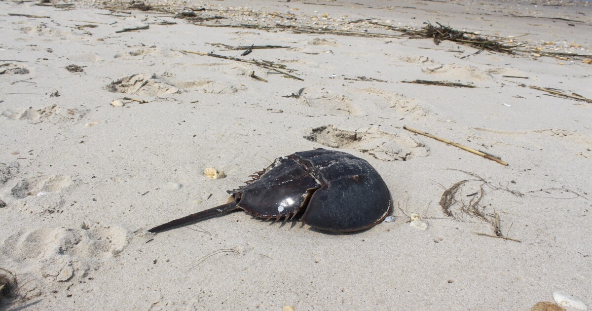 Three Delaware projects receive grants for conservation projects in the Delaware River Watershed