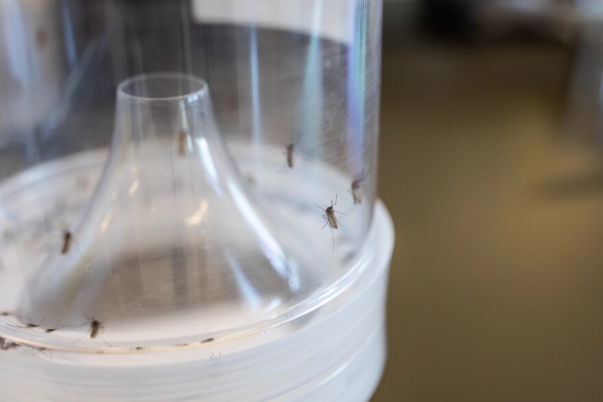 The Delta Mosquito and Vector Control District in Tulare County, California, captures mosquitoes, including the Culex quinquefasciatus pictured here.