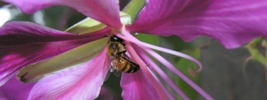 The University of Hawai?i Honey Bee Project