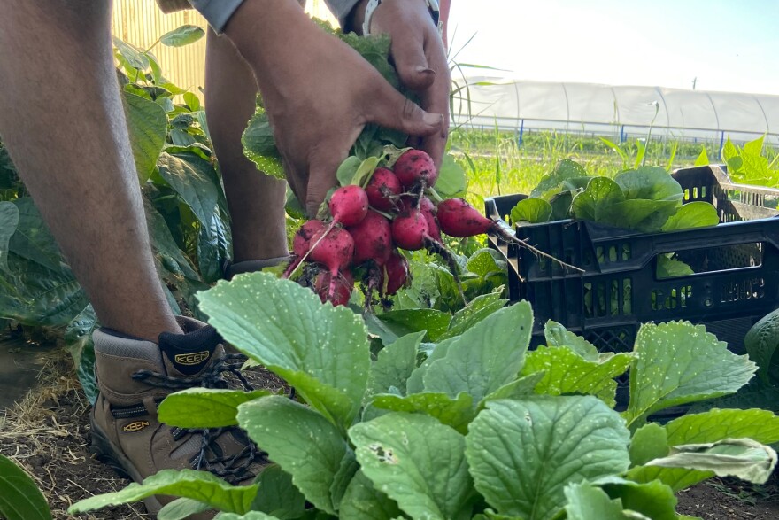 Hands pull a bundle of radishes out of the ground.