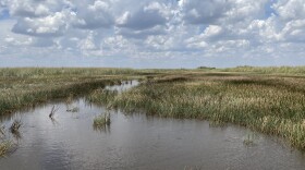 Looking out on the Everglades from an air boat ride