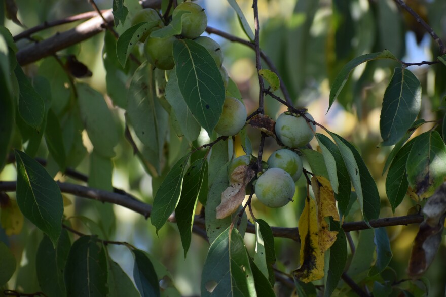 Persimmons