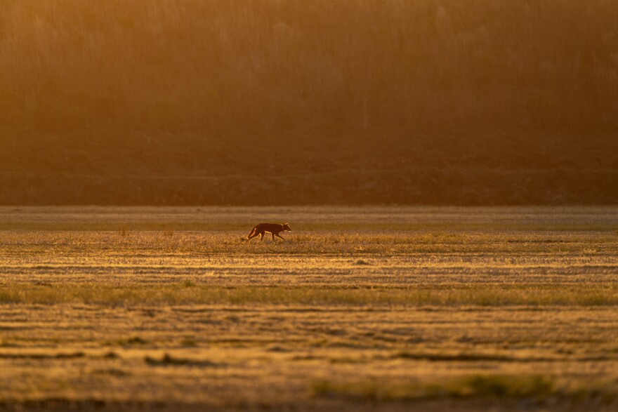 A red wolf roams across the Alligator River National Wildlife Refuge as the sun sets, Thursday, March 23, 2023, near Manns Harbor, N.C. Coupled with recent releases of captive-bred adults and the fostering of pups, one might assume the red wolf population is growing. But as of August, the U.S. Fish and Wildlife Service said the known/collared wild population was 13, with a total estimated wild population of 23 to 25. That's down from June, when the numbers were 16 and 32-34.