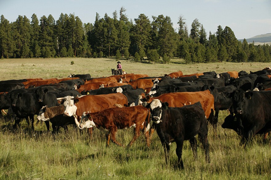 The Three Creeks Project will implement cattle and sheep grazing on designated areas of land for short amounts of time. The grazing allotments are designed to limit large amounts of fuel for wild fires and maintain plant and soil health.