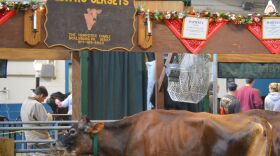 Cattle from EDN-RU Jerseys from Boalsburg, Pa.