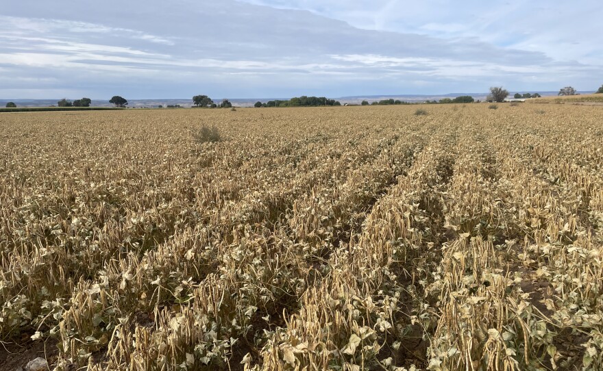 Black eyed peas raised on Ahlberg Farms in Delta, Colorado