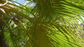 A shot of green palm leaves from underneath in sunlight