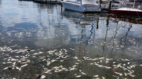 Dead fish litter the downtown St. Petersburg marina