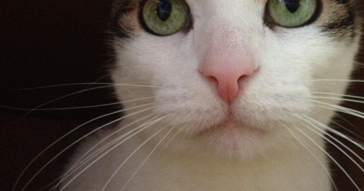 International Cat Day
