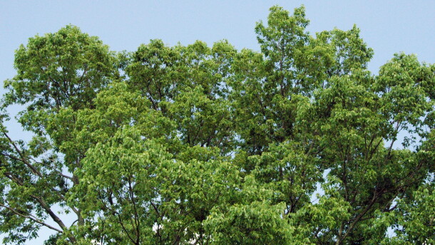 Hackberry Tree