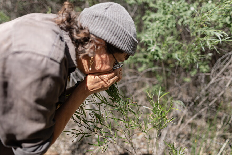 Cebastien Rose smells a coyote willow while walking in the Albuquerque Bosque. When the leaves of the willow decompose on wet ground, they smell akin to blooming roses.