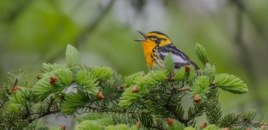 A small male bird sits in the branches of an evergreen tree. He has a black-and-white speckled body and wings, with a yellow-and-black striped head and a black beak.