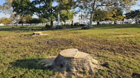 Stumps remain from old trees along Water Street in Long Warf Park in Cambridge