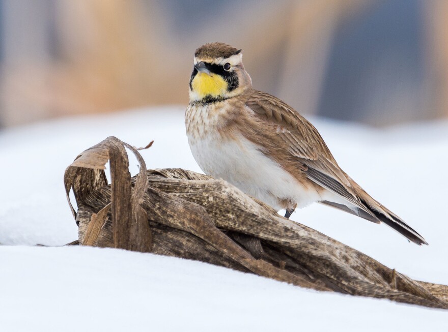 A horned lark