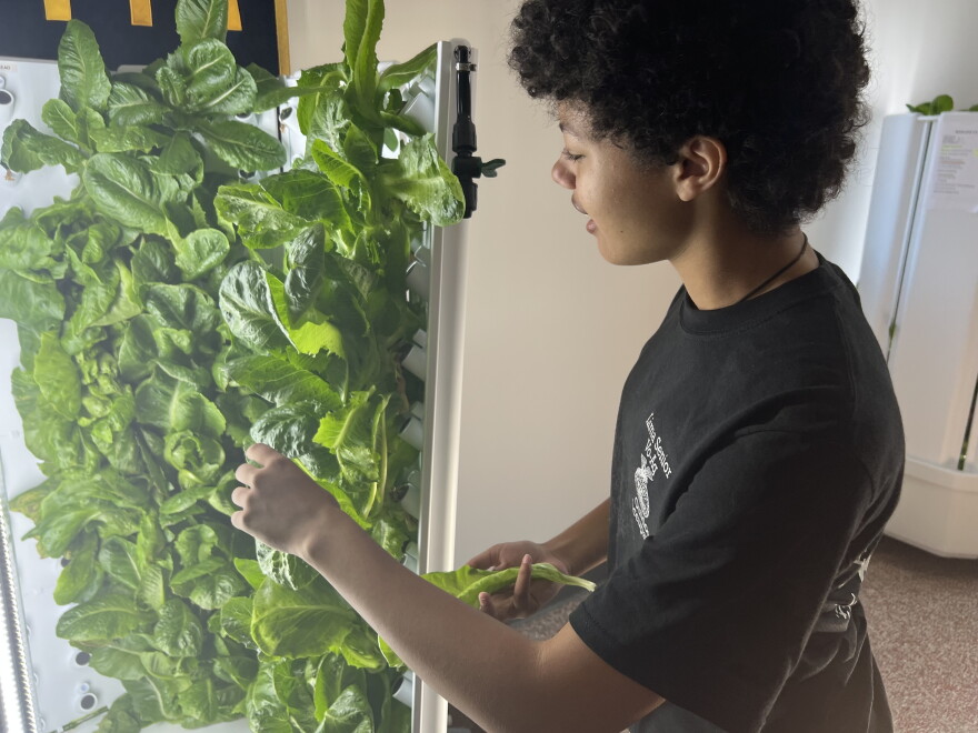 High school sophomore Lavender Johnson plucks a piece of lettuce from a hydroponic tower at Lima City School District's agricultural career center.