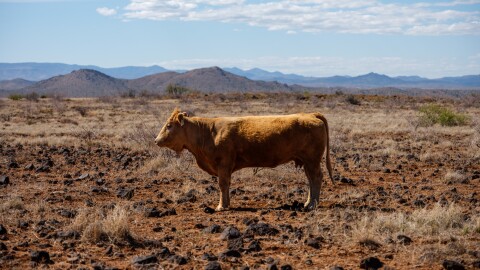 A cow in a heavily grazed landscape in the BLM's Horseshoe Allotment in Arizona's Agua Fria National Monument.