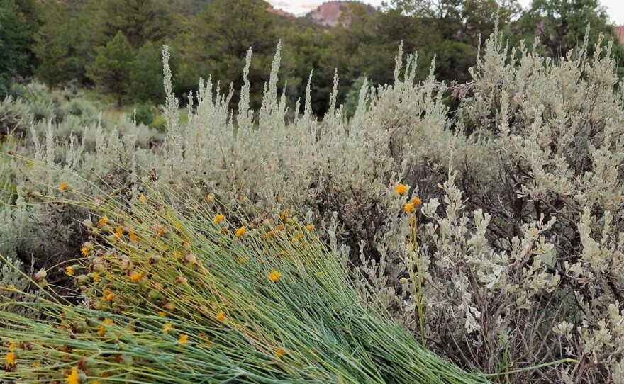 Greenthread (<em>Thelesperma)</em> is a wild plant that thrives in the mid-summer heat of the American Southwest. This bunch is freshly cut, and waiting for rinsing and drying to make Navajo tea.