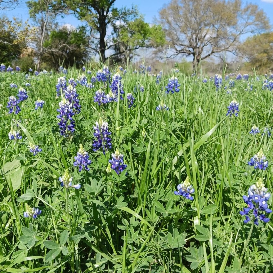 Bluebonnets began blooming in mid-February this year at the Houston Botanic Garden