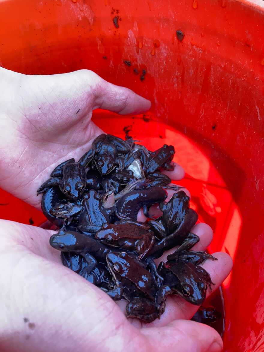 handfull of frogs