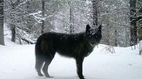 A wolf of the Wenaha Pack captured ona remote camera on U.S. Forest Service land in northern Wallowa County. CREDIT: OREGON DEPARTMENT OF FISH AND WILDLIFE