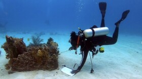 Shellie Baxter Diving
