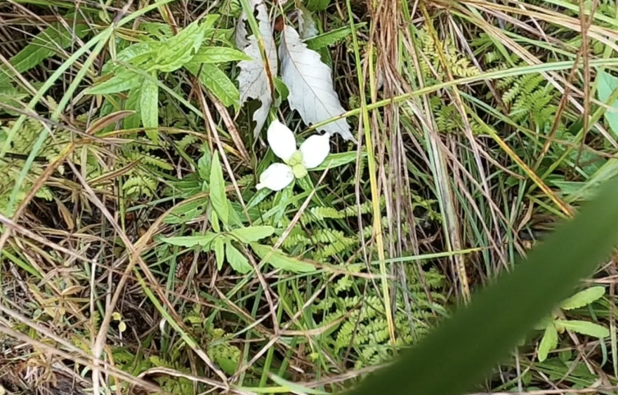 Chelone glabra (turtlehead)