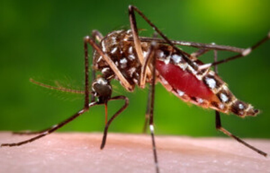 A mosquito, which can transmit West Nile Virus. | Centers for Disease Control and Prevention