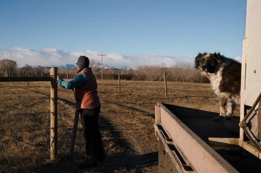 Bradley closes the gate to one of the pastures where her cows graze. She likes having grizzlies around, most days, and would like to see the animals expand and do well, but right now everything feels stuck.