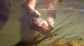 A person releases a fish in the water.