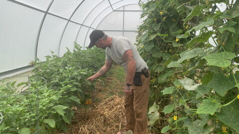 Matt Drayer of Ancient Valley Growers looks at bell peppers in his greenhouse on his farm in Wood Valley on Hawaiʻi Island.