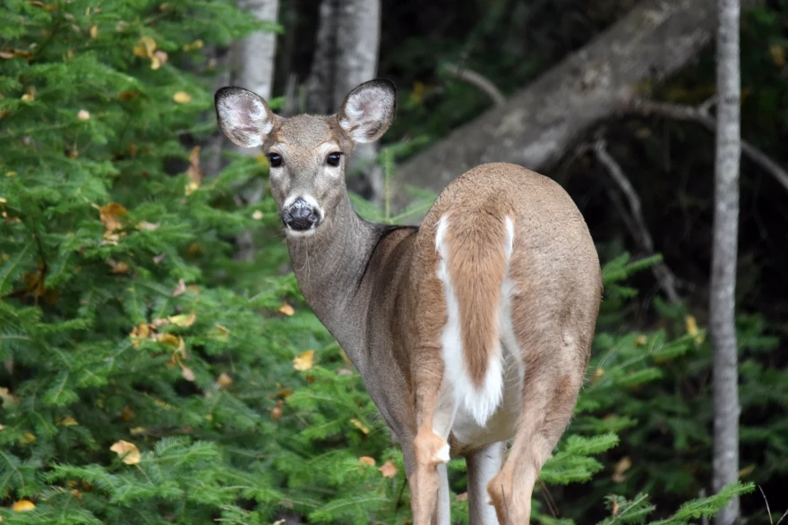 Mating season for deer starts in October and AAA encourages drivers to stay alert on the road.