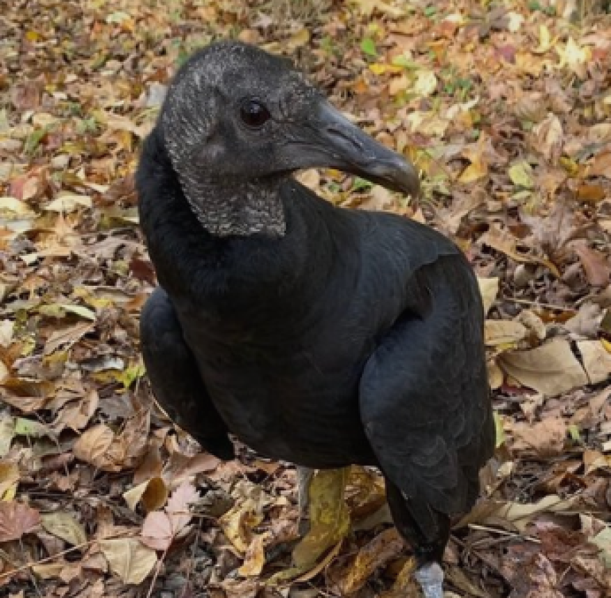 Vlad, a black vulture, at Reflection Riding.