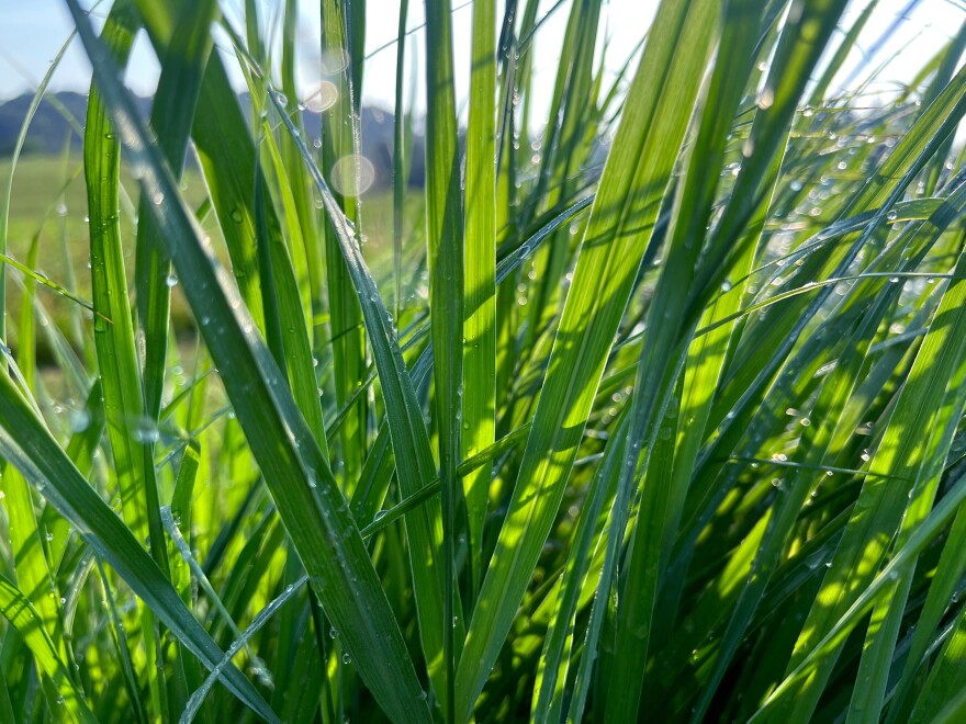 Multiple long and narrow green blades of grass fill a yard.