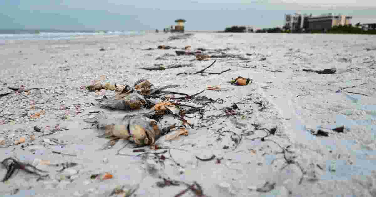Red tide turning point? New research, policy shifts offer hope
