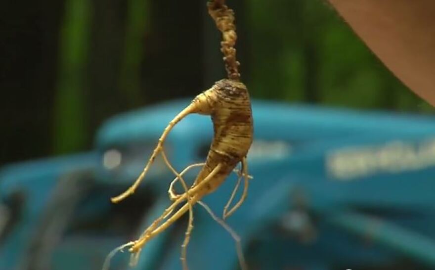 forest-grown ginseng