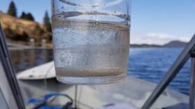 Water samples from Anton Larsen Bay on Kodiak Island. (Photo courtesy: JoEllen Lottsfeldt)