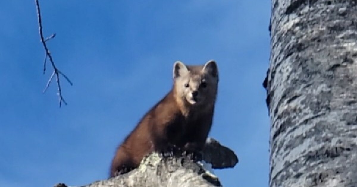 Research gathering information on American Martens in Wisconsin