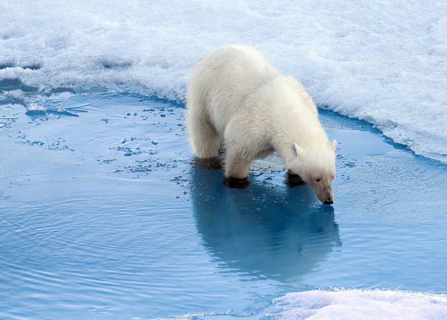 Polar bears actually require less water than you might think.