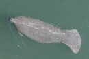 manatee swimming