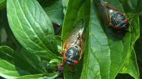 Newly emerged adult cicadas dry their wings May 16, 2004 at a park in Washington, DC.  (Alex Wong/Getty Images)