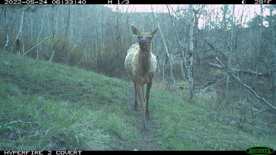 A trail camera in the woods, showing a lone elk looking at the camera.