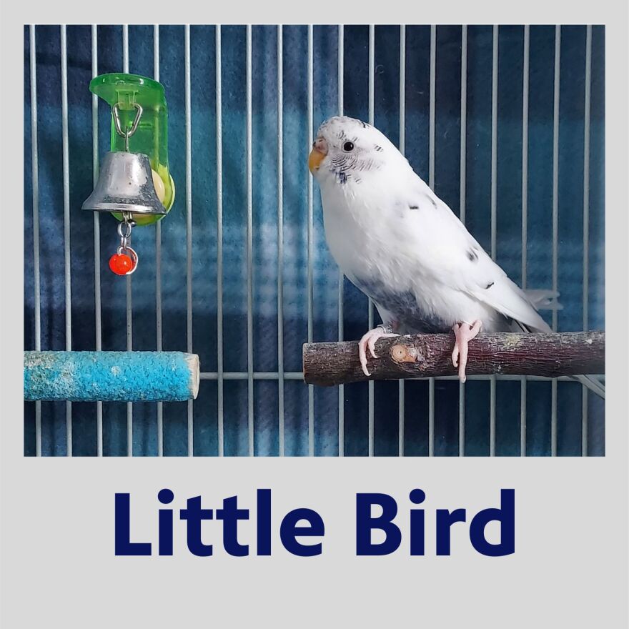 Photo of the white bird "Little Bird" in his cage next to a hanging bell in a polaroid picture frame with his name underneath in blue text