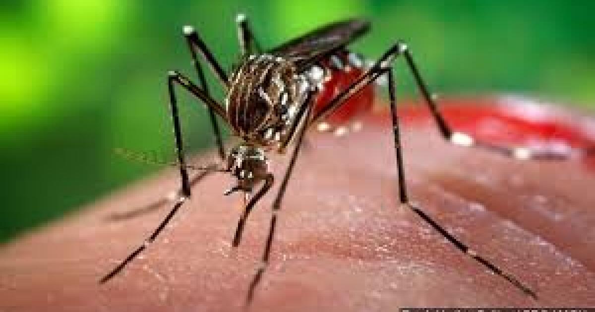 Mosquitoes Buzzing in Central Kentucky WEKU