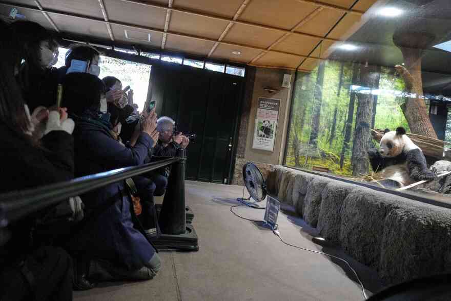 Visitors watch giant pandas Xiao Xiao at Ueno Zoo in Tokyo, Tuesday, Dec. 16, 2025, a day after Japan announced the pandas will be returned to China in January 2026. (AP Photo/Eugene Hoshiko)