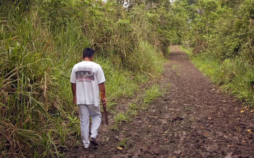 Panama hat weaver Simon Espinal hikes into the jungle, in the canton of Montecristi, Ecuador, to collect shoots of the toquilla palm, which contain the straw used to weave the headgear.