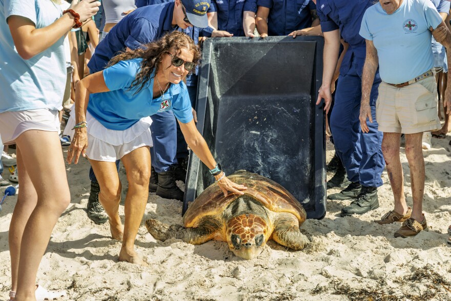 Timmy crawls from her transport container onto the sand Friday, Aug. 14, 2026, as Bette Zirkelbach helps guide her release at Fort Zachary Taylor Historic State Park in Key West, Fla. The Coast Guard assisted with Timmy's July 19 rescue after recreational boaters found the 270-pound female loggerhead swimming abnormally south of Sugarloaf Key. She returned to the Atlantic following weeks of rehabilitation.