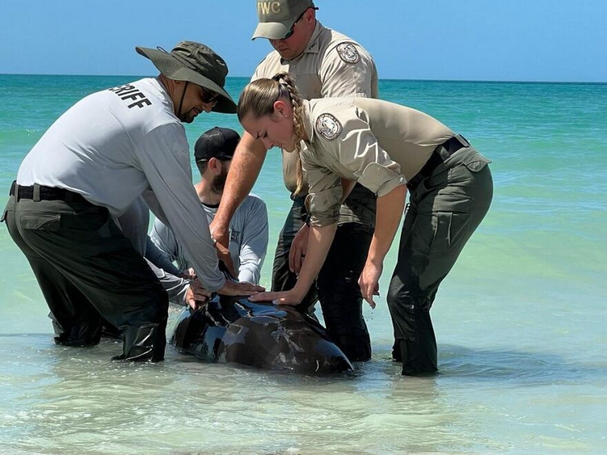 Members from the FWC and Collier Sheriff's Office, above, work to rescue a pilot whale calf stranded on a Collier County beach Monday. The animal will be humanely euthanized, the FWC said.